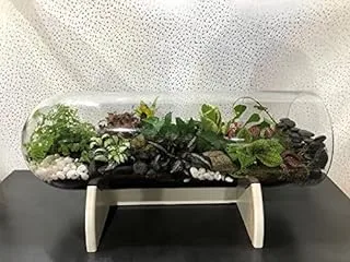 Dubai Garden Centre Terrarium Plant Arrangement Capsule