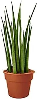 Dubai Garden Centre Sansevieria Cylindrica Indoor Plant, 40-50 cm Height