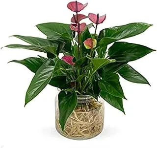 Dubai Garden Centre Anthurium Purple