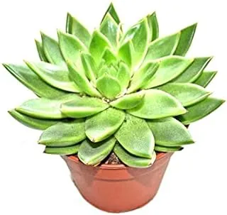 دبي جاردن سنتر Echeveria Agavoides ، حجم متوسط