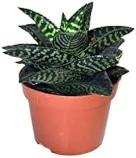 Dubai Garden Centre Aloe Aristata Tiki Zilla Indoor Plant