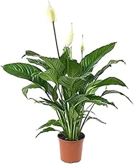 Dubai Garden Centre Spathiphyllum Sweet Lauretta Peace Lily Plant