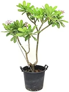 Dubai Garden Centre Plumeria Obtusa Plant, Green