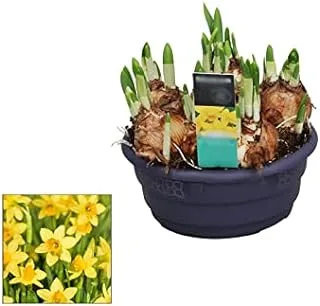 Dubai Garden Centre Narcissus Mix in Bowl Flowering Plant