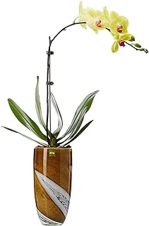 FnP Yellow Ochid Plant with Premium Vase