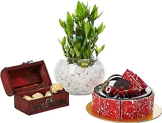 FnP 3 Layer Lucky Bamboo Plant Chocolaty Combo