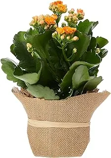 FnP Orange Kalanchoe Plant with Jute Wrapped