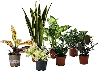 FnP Beautiful Plants 7-Piece Set