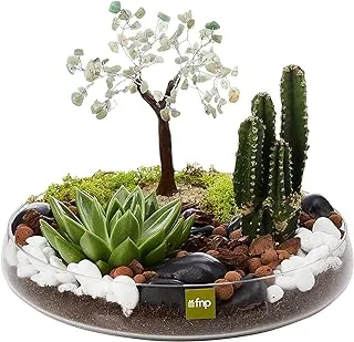 FnP Potted Succulent and Cactus Under A Wishing Tree