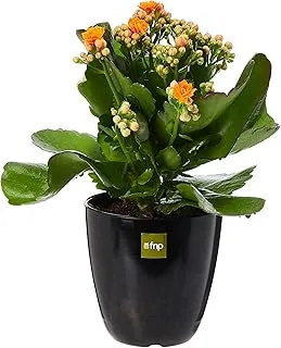 FnP Kalanchoe in Small Planter, Orange