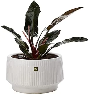 FnP PPLANTAE60 Ferns N Petals Philodendron Plant In Ceramic Pot, Multicolor