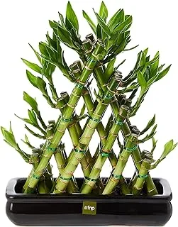 FnP Triangle Lucky Bamboo Plant, Green