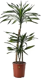 FnP Dracaena Rikki Planter