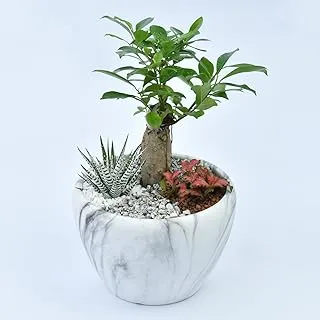 FnP Bonsai Garden Plant