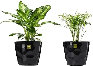 FnP Beautiful Indoor Plants Combo, Green