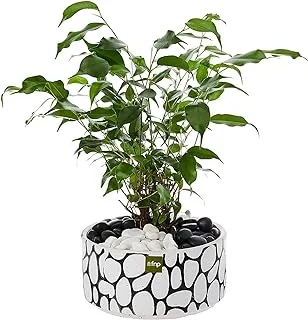 Fnp ficus benjamina plant in stone pot