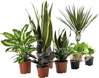 Fnp beautiful plants 8-piece set