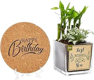 FnP Best Wishes Plant and Personalised Plaque Combo