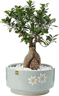 FnP Bonsai Plant in Ceramic Pot