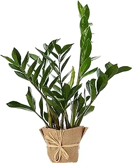 FnP Zamia Potted Plant with Jute Wrapped