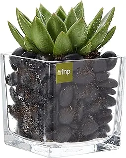 FnP Echeveria Plant in Square Vase, Green