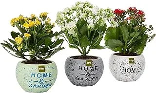 FnP Kalanchoe Plants 3-Piece Set