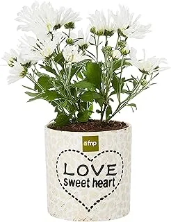 FnP White Flower Chrysanthemum Plant