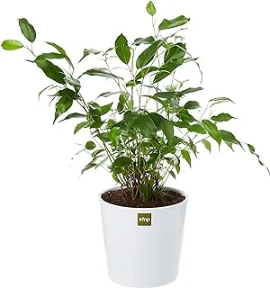 FnP Ficus Plant في وعاء خزفي