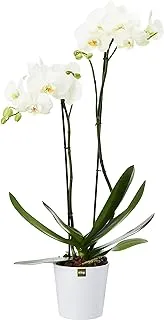 FnP Phalaenopsis Orchid Plant, White