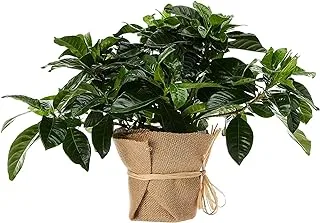 FnP Gardenia Jasminoides with Jute Wrapped Pot