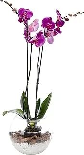 FnP Mini Double Phalaenopsis in Fishbowl, Pink