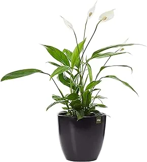 FnP Peace Lily in Planter, Matt Black