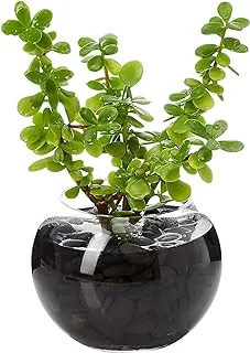 FnP Jade Plant in Glass Bowl