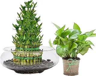 FnP 5 Layer Lucky Bamboo With Money Plant