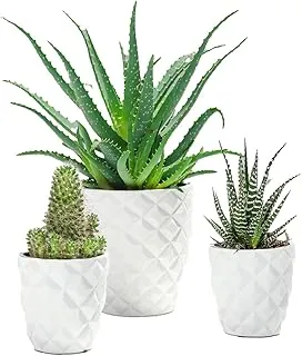 FnP Set of 3 Plants in Premium Planter