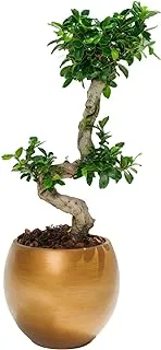 FnP S Shaped Holland Indoor Bonsai in Gold Planter