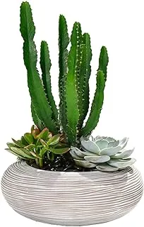 FnP Cactus and Succulents Dish Garden in Premium Planter