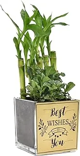 FnP Best Wishes Lucky Bamboo n Fittonia