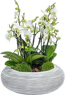 FnP 12 Stems Mini Holland Orchid in Bowl Planter