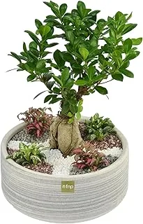 FnP Bonsai & Fittonia Plant In Platter Planter