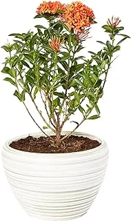 FnP Beautiful Ixora Flower Plant In Ceramic Pot