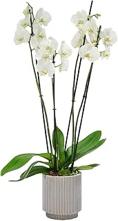 FnP 4 Stems White Holland Orchid in Groove Planter