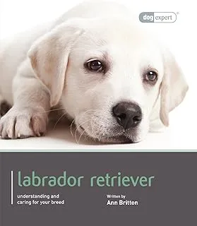 Labrador - Dog Expert