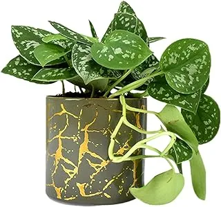 FnP Dual Shade Money Plant in Designer Pot