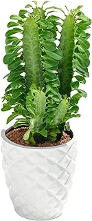 FnP Euphorbia Trigona in Premium Planter