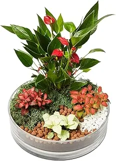 FnP 3 Fittonia & 1 Anthurium Plant In Platter Shape Planter