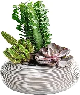 FnP An Odde to Cactus and Succulents Beauty