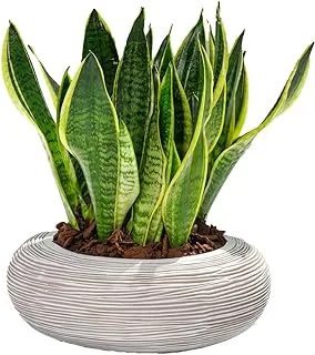 FnP Holland Grown Snake Plant in Premium Planter