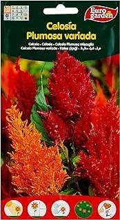 Euro Garden Celosia