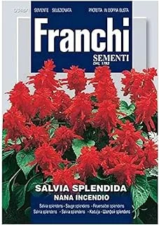 Franchi Sementi Premium Quality Salvia Splendens Seeds